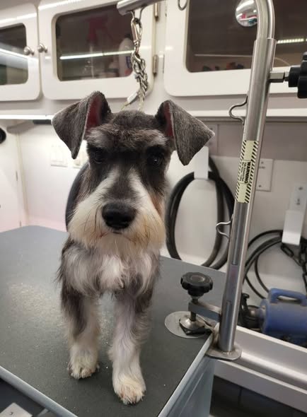 Second groomed dog image from Tracey's Mobile Dog Grooming