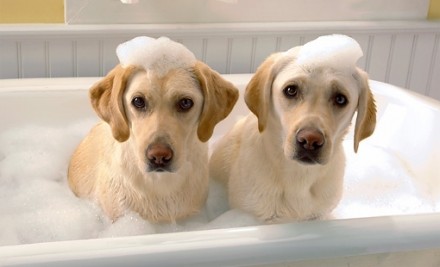 Golden retriever bath image from Transfur Groomers page