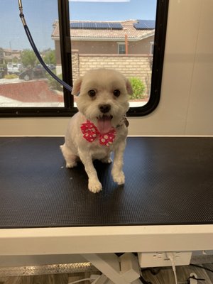 Traveling For The Pets Mobile Grooming service image