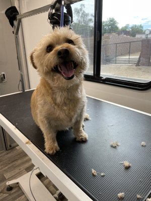 Traveling For The Pets Mobile Grooming grooming setup photo