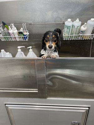 Traveling For The Pets Mobile Grooming pet grooming photo