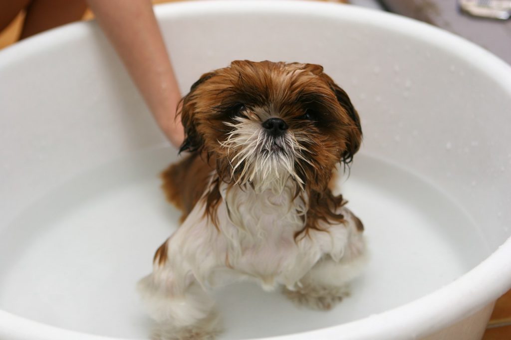Small dog bath service from Traveling Paws Mobile Grooming