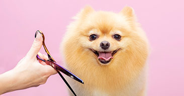 Dog haircut service from Traveling Paws Mobile Grooming