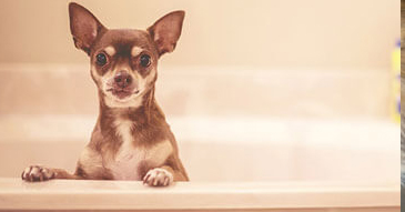 Dog nail trimming service from Traveling Paws Mobile Grooming