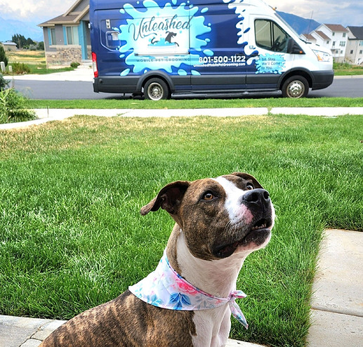 Freshly groomed dog outside the Unleashed van