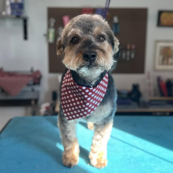 Freshly groomed dog from Unleashed Pet Spa