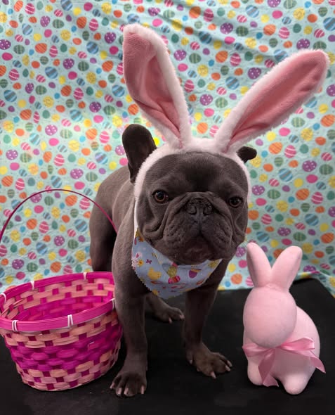 Freshly groomed dog featured by VanGo Paw Spaw