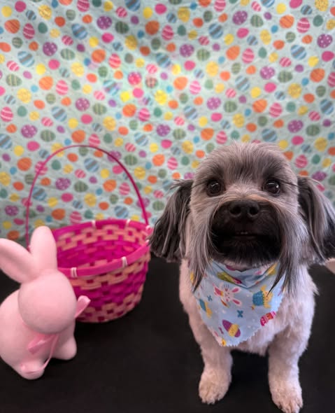 Dog grooming photo from VanGo Paw Spaw