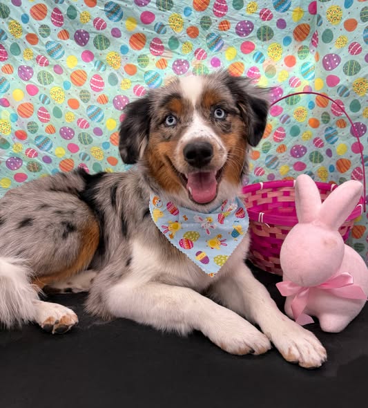 Styled dog after grooming by VanGo Paw Spaw