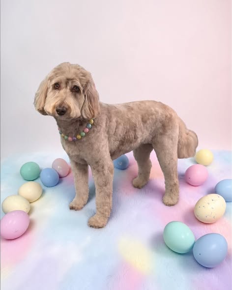 Groomed doodle from Vanity Fur Mobile Paw Spa