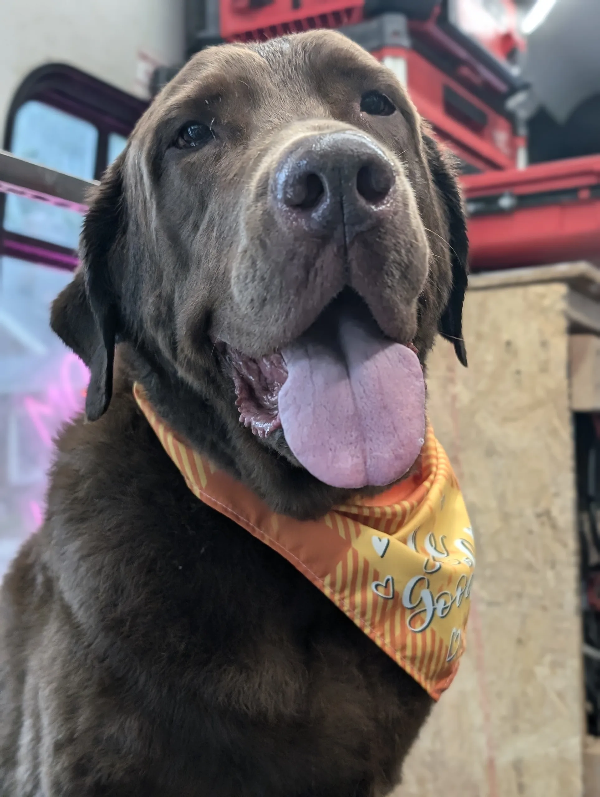 Groomed dog named Kayla