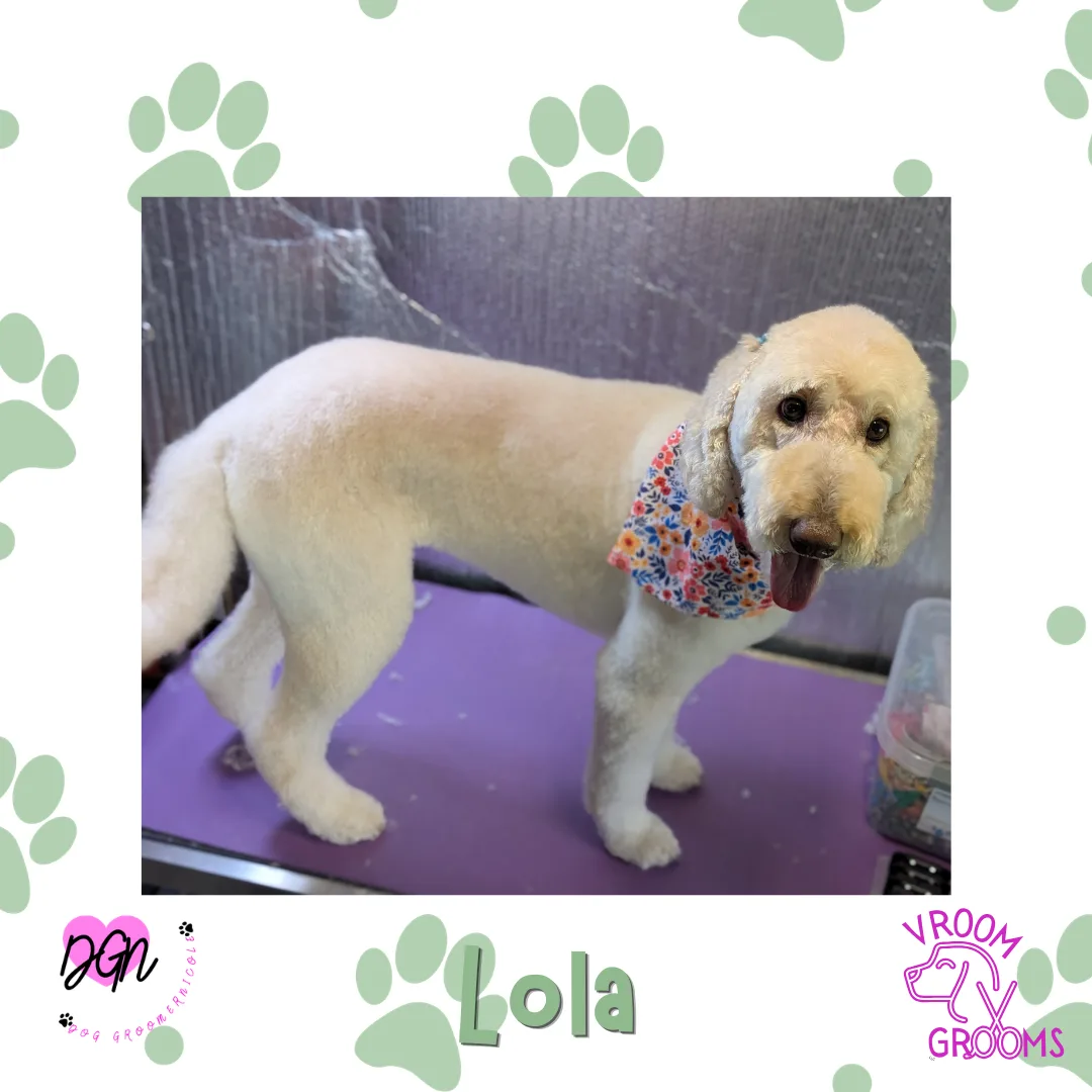 Dog of the day Lola after grooming