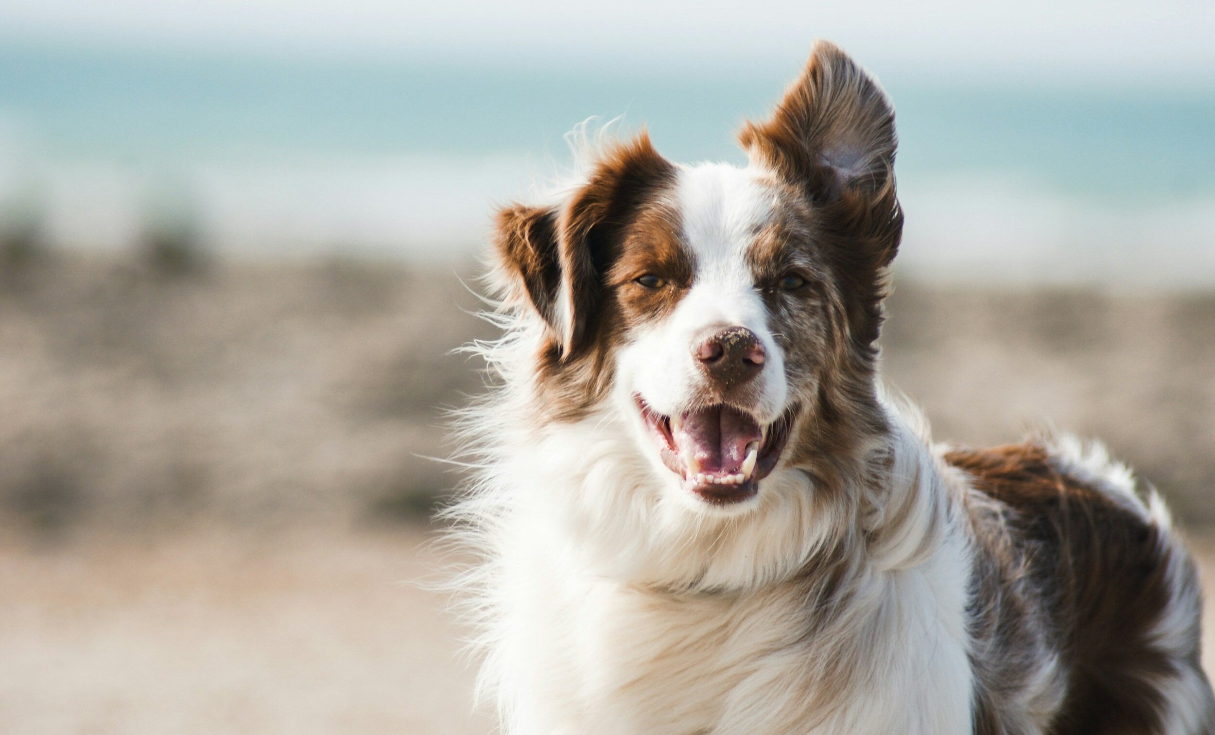 Wag-A-Long homepage feature image