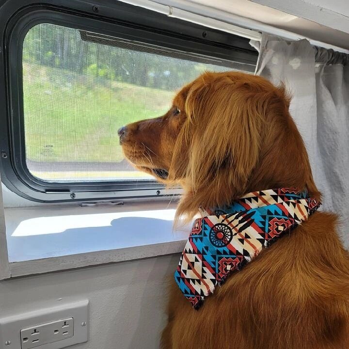 Groomed dog from Wag and Wander Mobile Grooming Studio