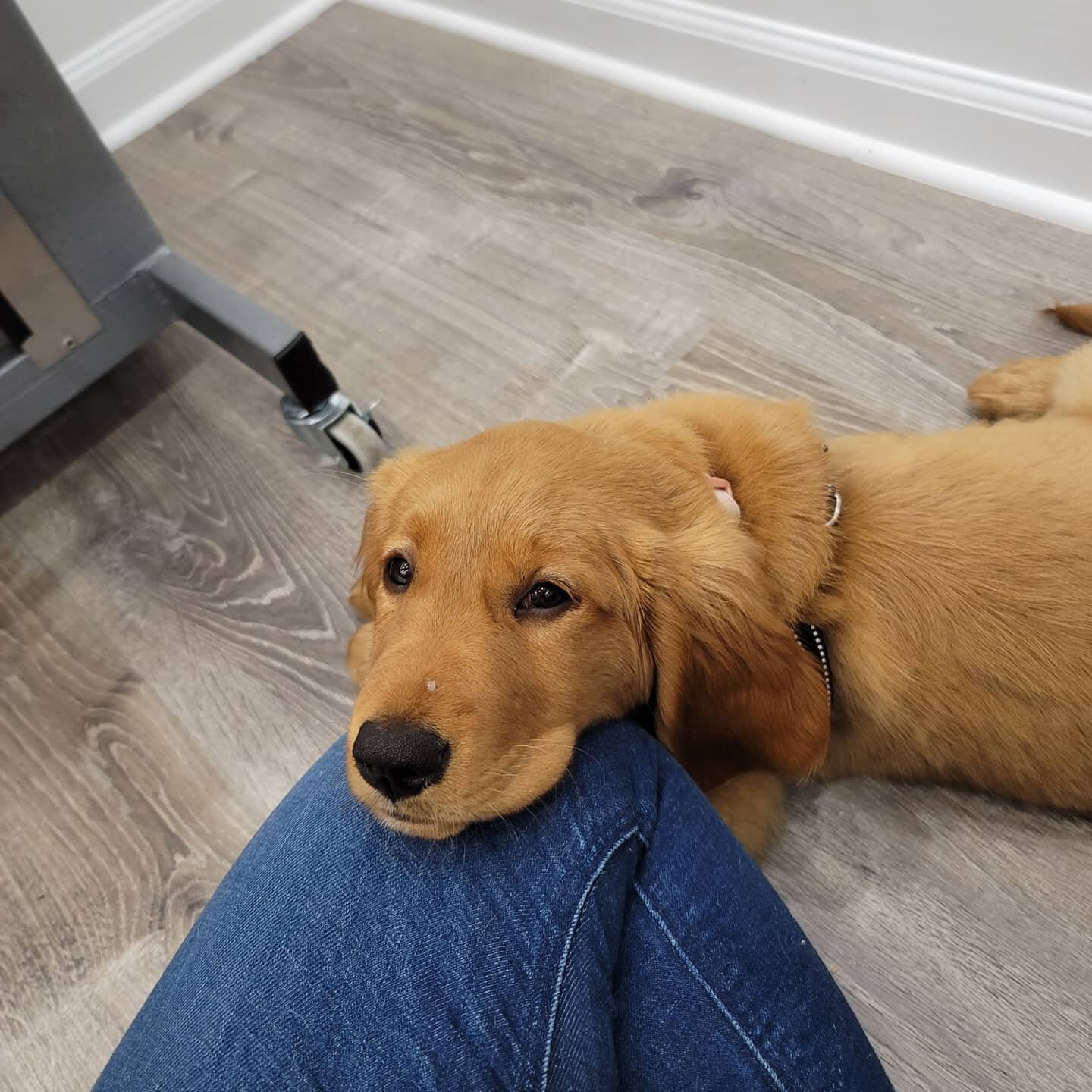 Puppy package image from Wag and Wander Mobile Grooming Studio