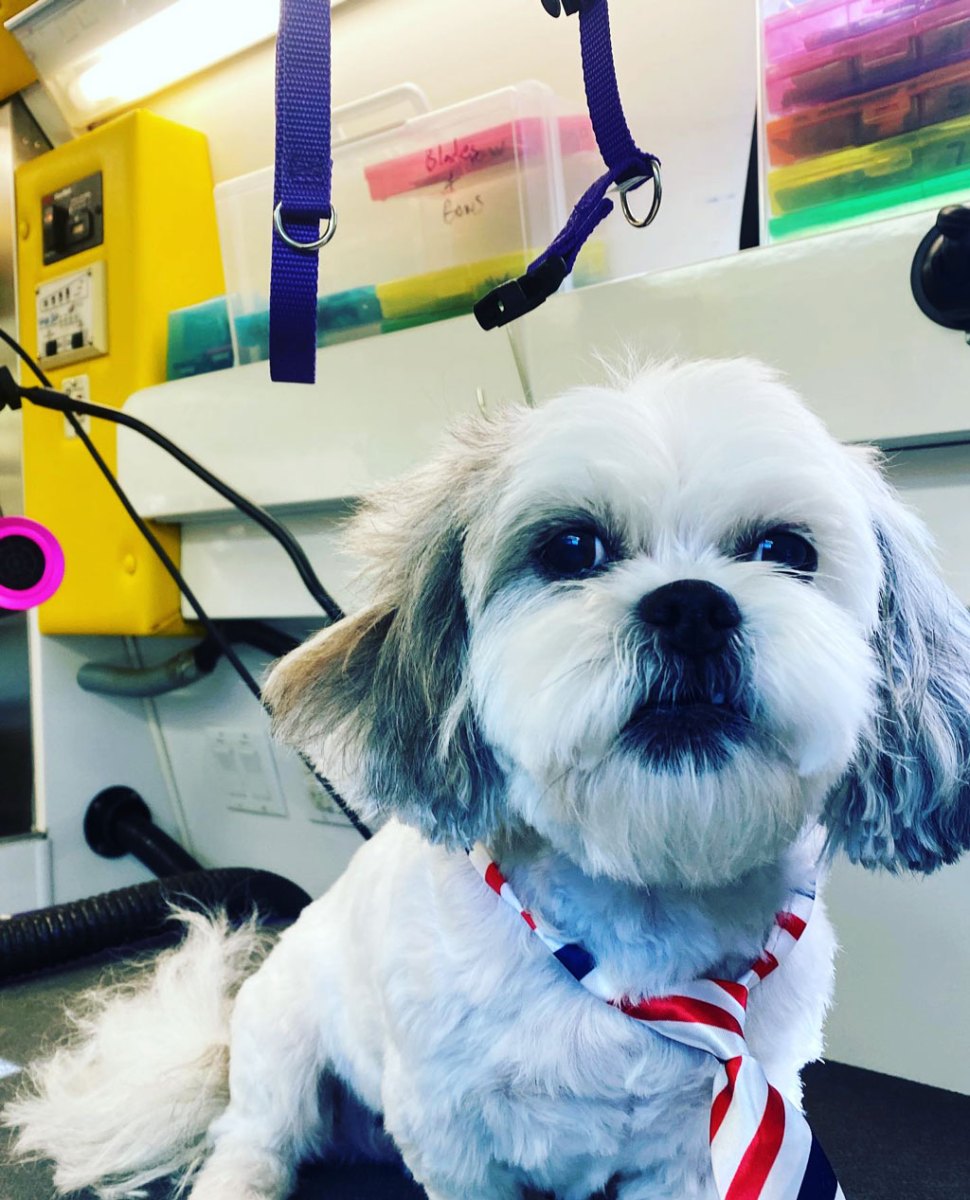 Groomed dog shown in Wag On Mobile Dog Grooming gallery