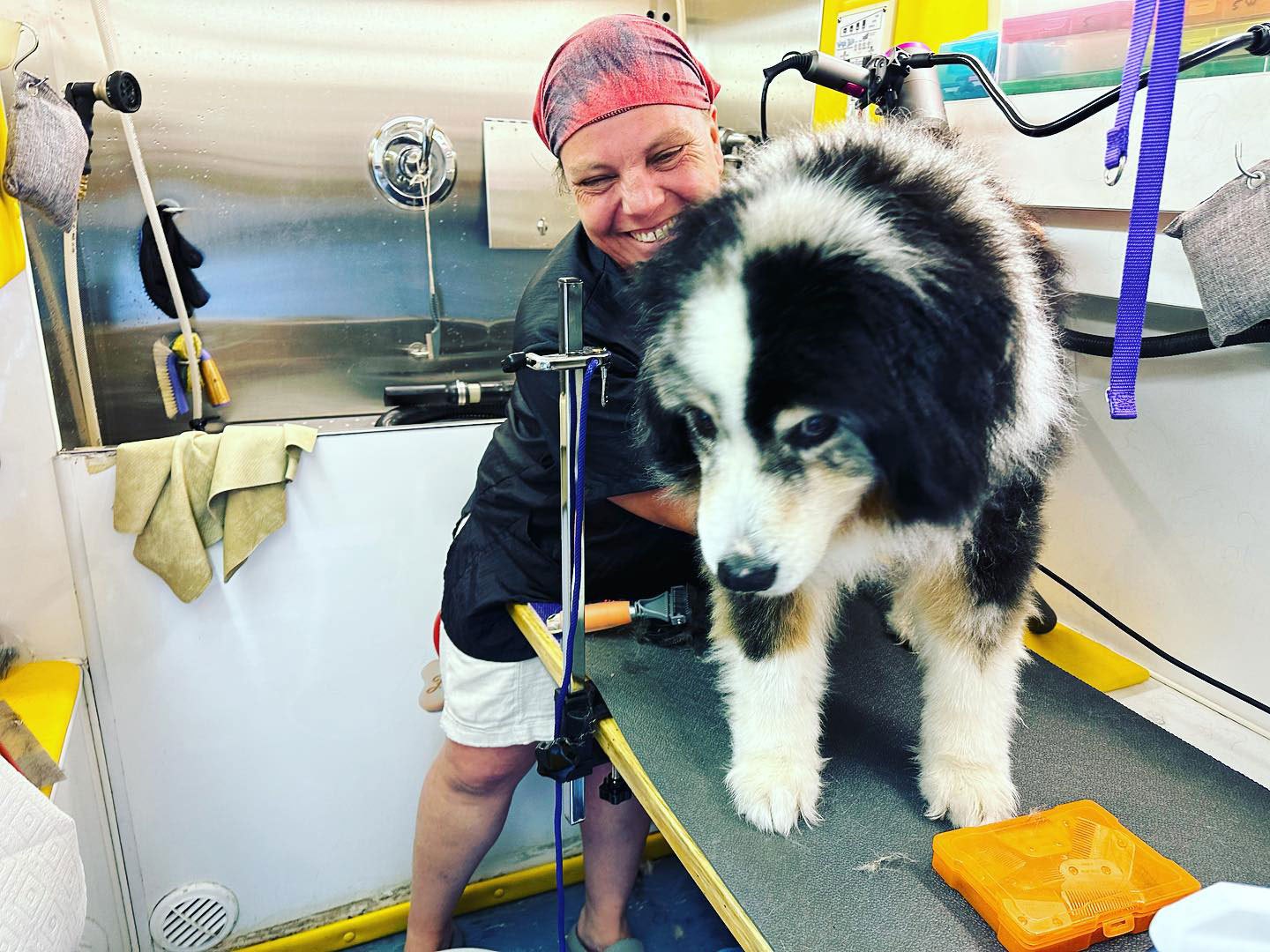 Dog from Wag On Mobile Dog Grooming gallery