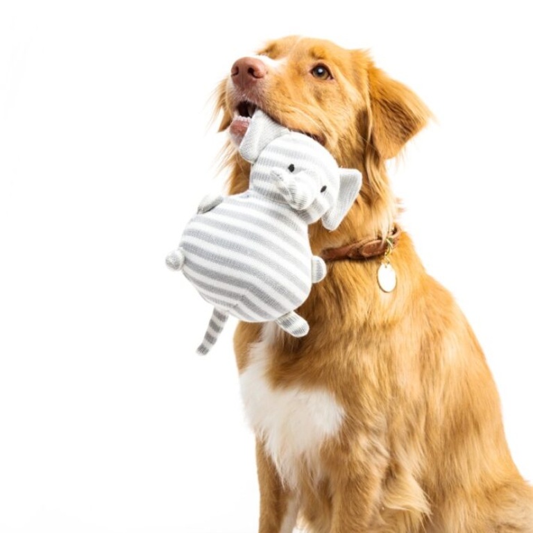 Freshly groomed pet from Wagging Zone