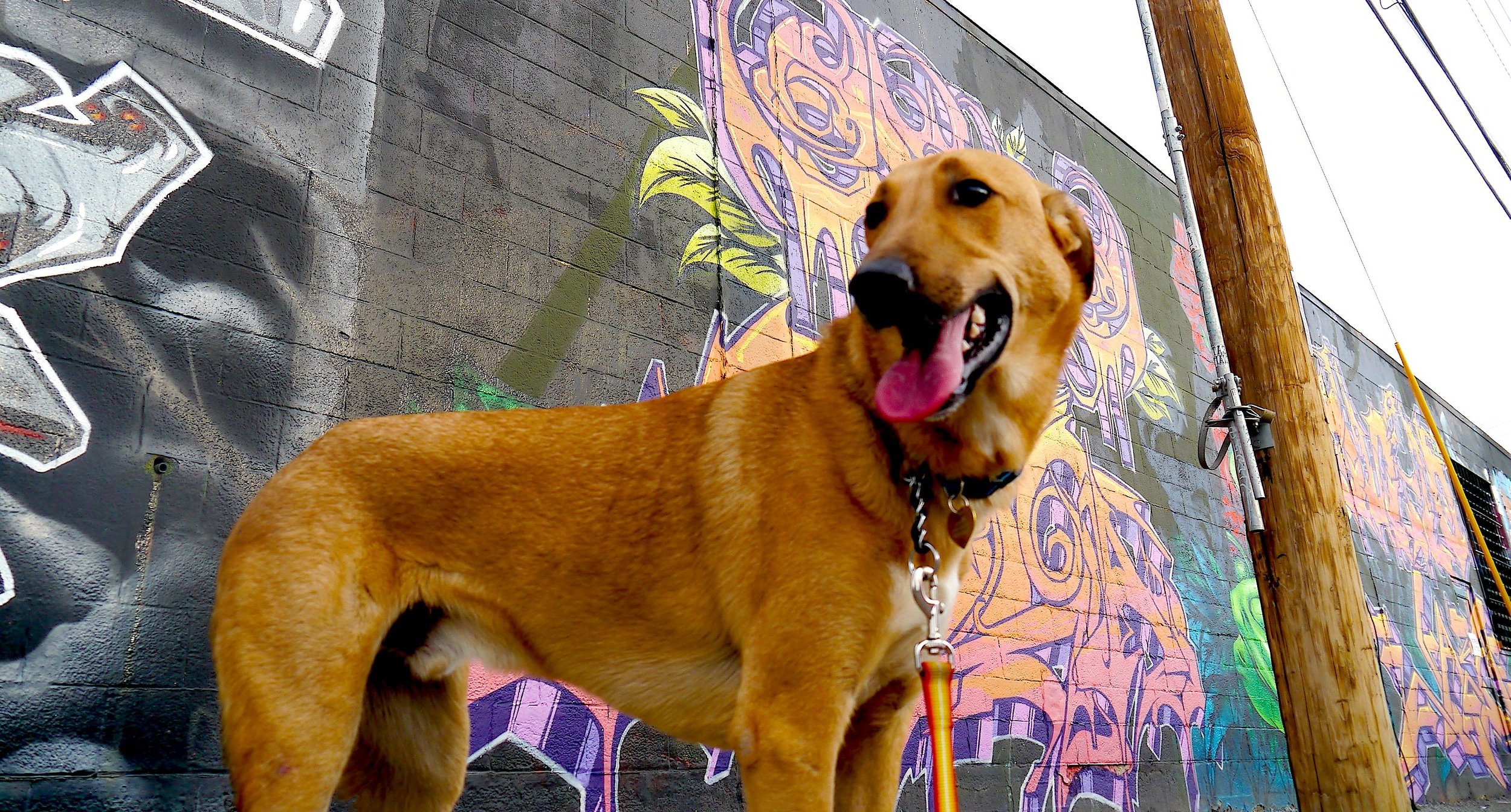 Dog being groomed by Waggy Tails