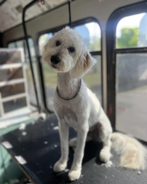 White doodle grooming result from Wag'N Wheels Mobile Dog Grooming
