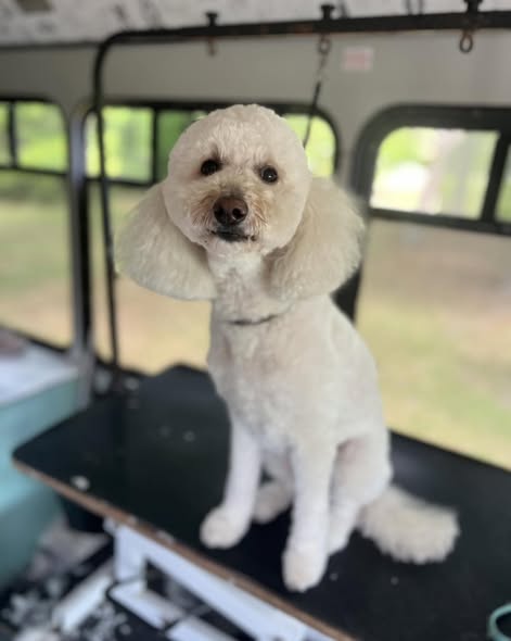 Dog grooming photo from Wag'N Wheels Mobile Dog Grooming