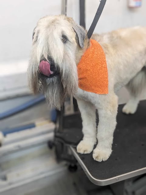 Dog after full groom by Wags to Riches