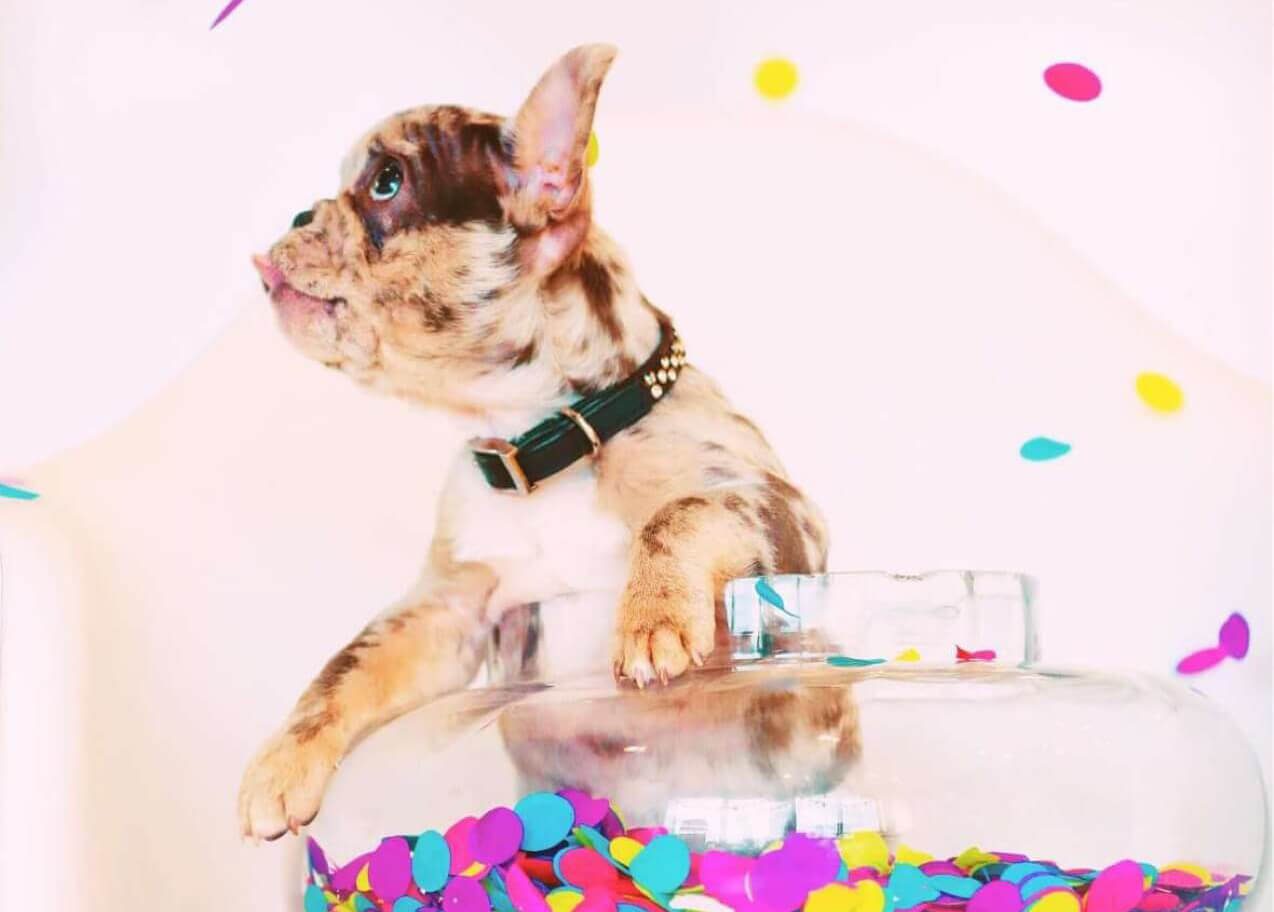 Walt's Perfect Pups homepage banner