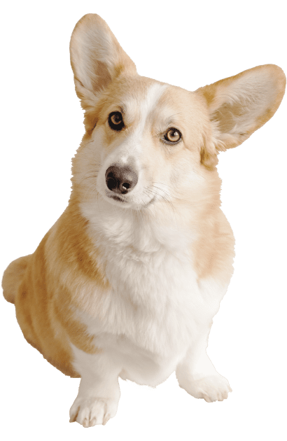 Walt's Perfect Pups trailer graphic