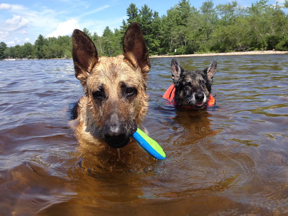Water Dog Mobile Grooming
