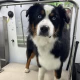 Photo from Water Dog Mobile Grooming's Facebook gallery