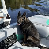 Additional Water Dog Mobile Grooming Facebook photo