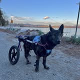 Water Dog Mobile Grooming business photo