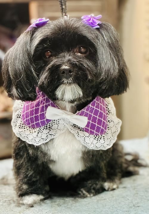 Recently groomed dog posted by Well Groomed by Cynthia, LLC