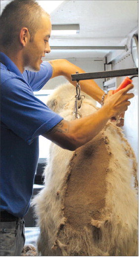 Large white dog being groomed inside Wet Dog Mobile Pet Grooming truck