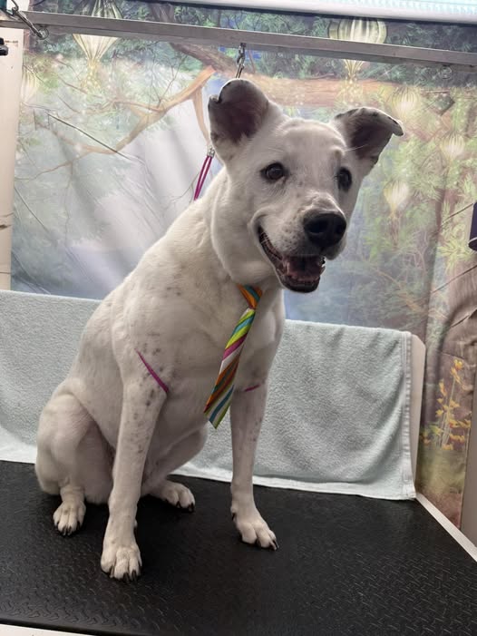 Groomed dog shared by What the Fluff Mobile Dog Grooming