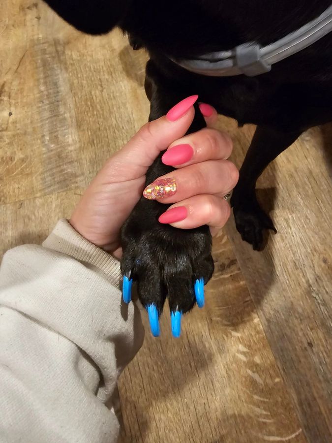 Senior or special-needs pet care image from Wheelin Winston