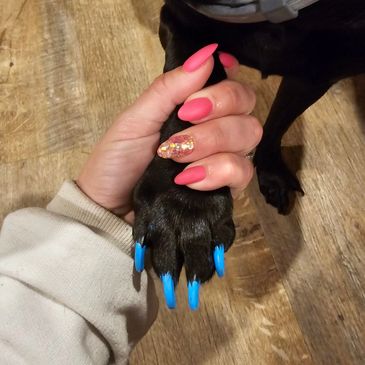 Senior or special-needs pet care image from Wheelin Winston