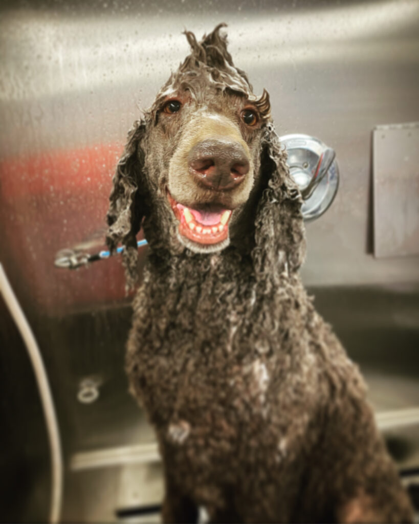Dog being shampooed by Whisker Wash Mobile Grooming