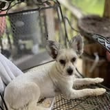 Groomed pet shared by Whisker Washers Mobile Pet Grooming