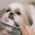Dog coat combing image from Wiggle Butts Mobile Dog Grooming