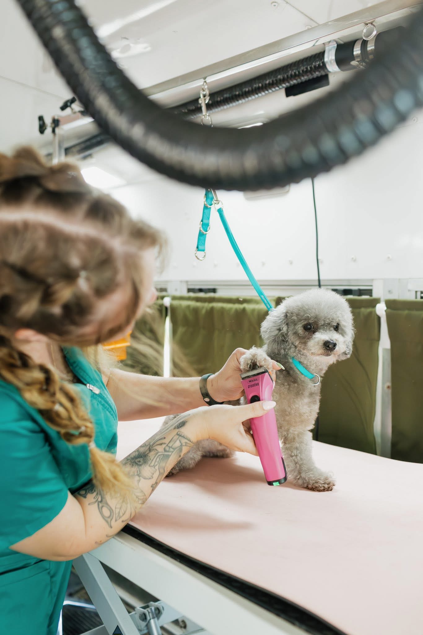 Freshly groomed dog by Wild Things Mobile Grooming