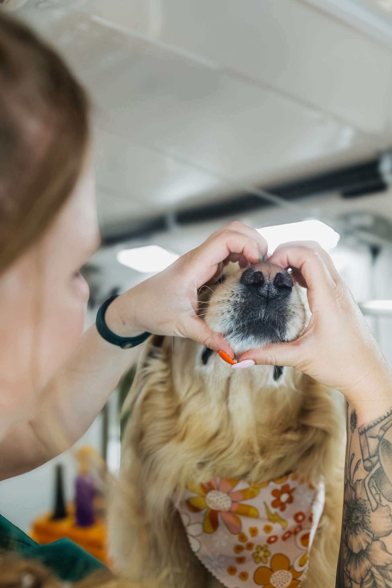 Styled dog after mobile grooming