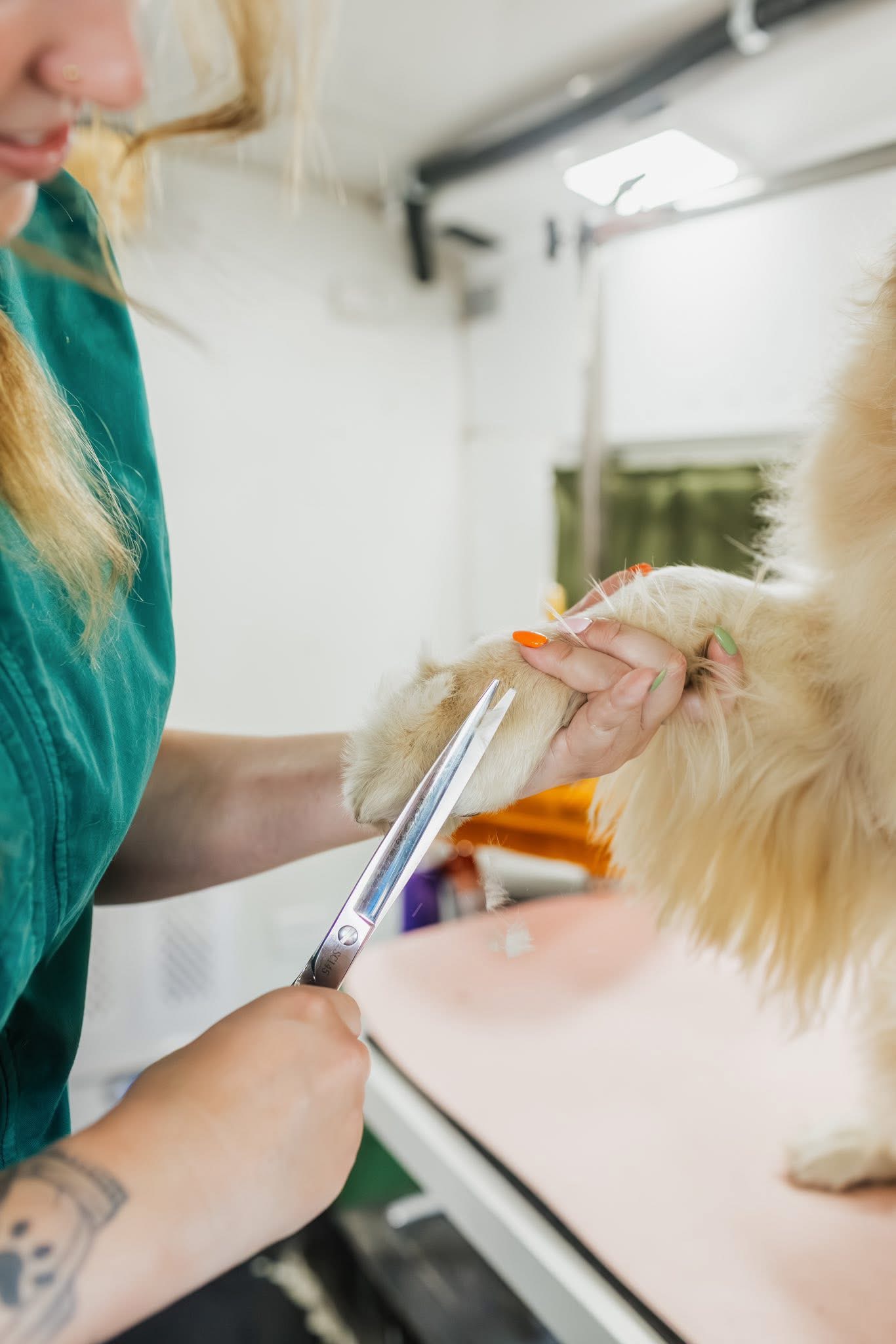 Dog after a mobile grooming appointment