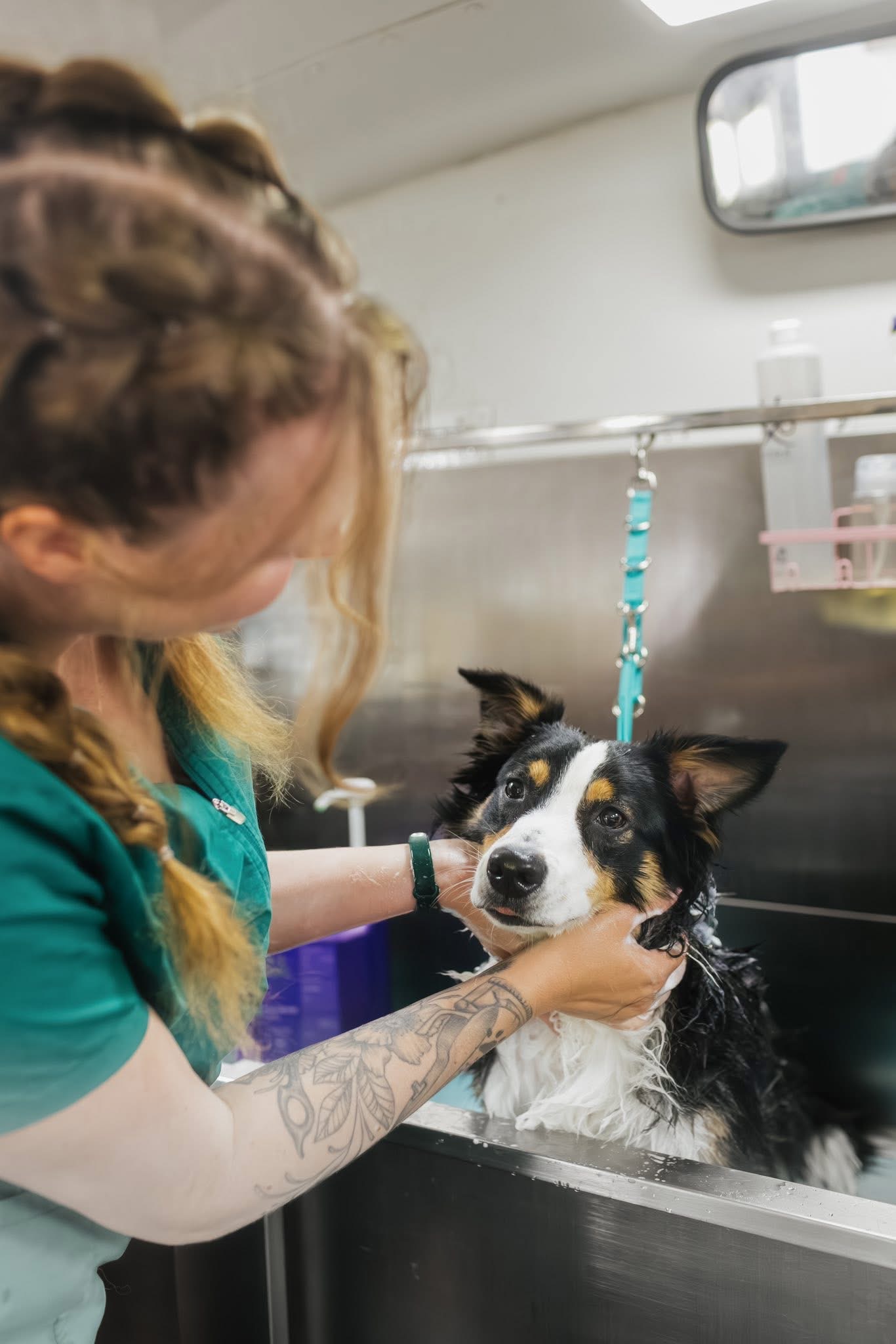 Dog photographed after grooming service