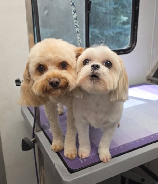 Recent groomed pet photo from Wild Whiskers Pet Salon