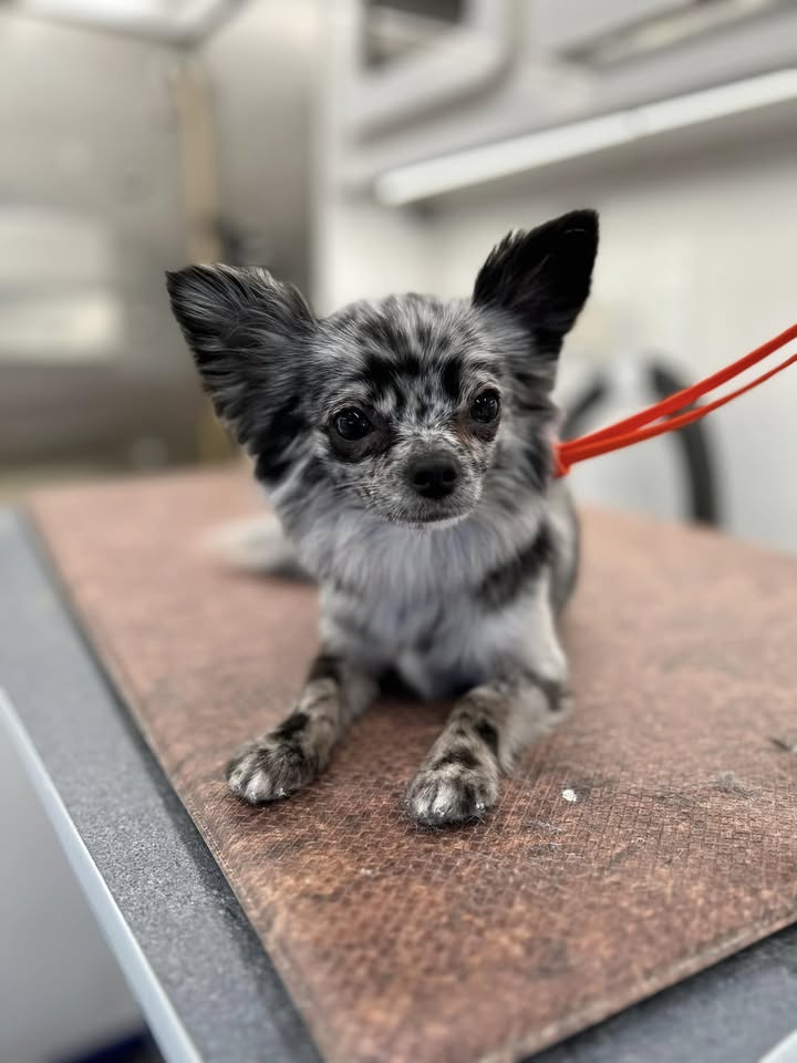 Wildflowers Mobile Dog Grooming business photo