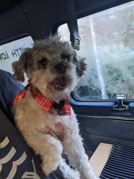 With Love Mobile Pet Grooming LLC