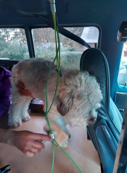 Happy freshly groomed dog by With Love Mobile Pet Grooming LLC