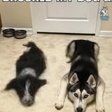 Dog grooming result photo from Wizard of Paws, LLC