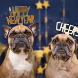 Another groomed dog photo from Wizard of Paws, LLC